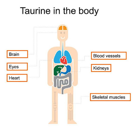 تائورین چیست و فایده تائورین در بدن در داروخانه آنلاین داروکالا
